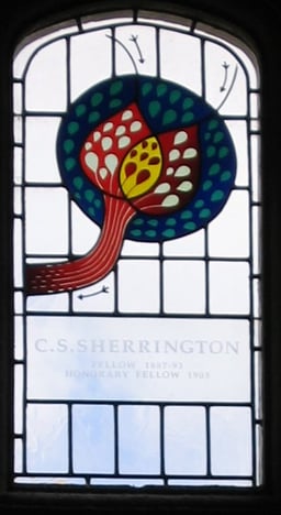 What term did Sherrington coin to describe the connection between two neurons?