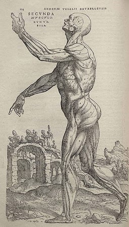 What is Vesalius known to have corrected regarding the heart?
