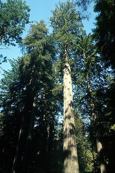 In which US state are the Redwood National and State Parks located?