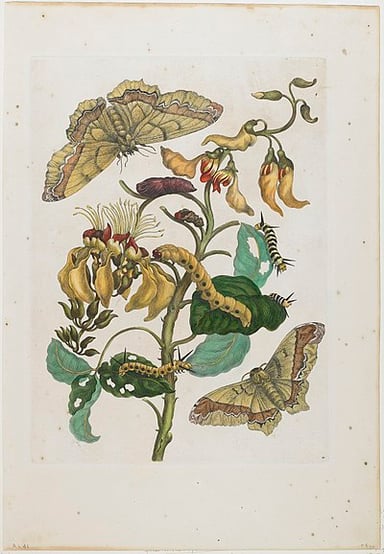 At what age did Merian start collecting insects?
