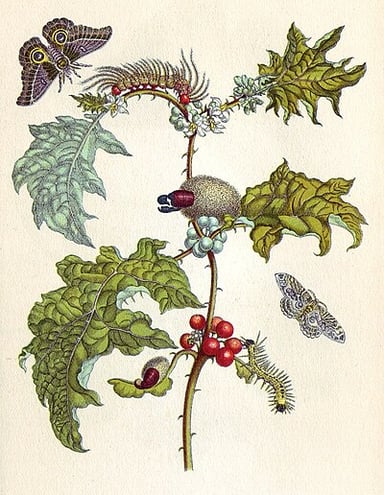How many plates were in each of Merian’s caterpillar volumes?