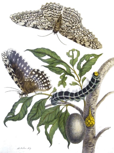 What year did Merian publish'Metamorphosis Insectorum Surinamensium'?