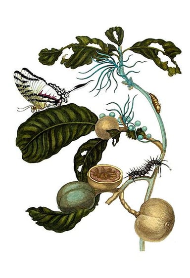 What year did Merian publish her first book of illustrations?