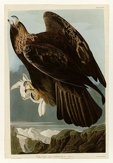 What did Audubon depict in his illustrations?