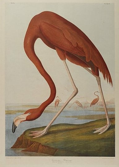 What did Audubon’s detailed illustrations show?