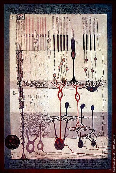 In which field did Ramón y Cajal mainly work?