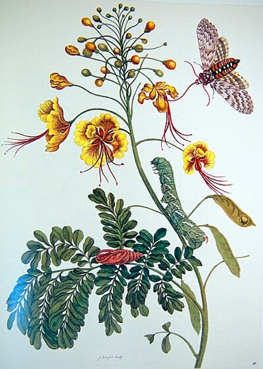 Maria Sibylla Merian passed away in which year?