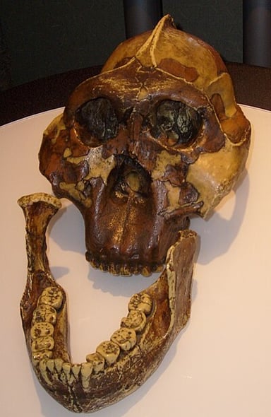 What extinct ape's skull did Mary Leakey discover?