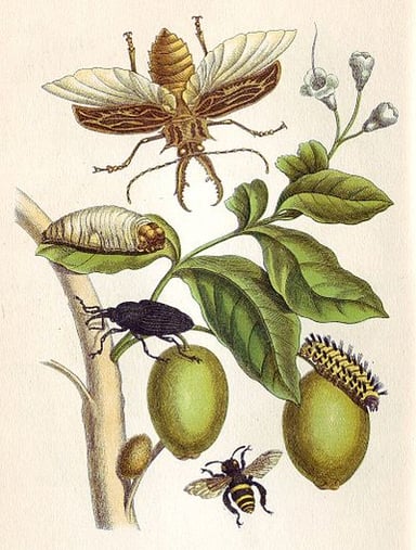 What is Maria Sibylla Merian best known for?