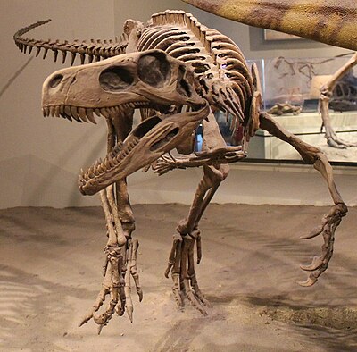 What is the famous T. rex skeleton at the Field Museum called?