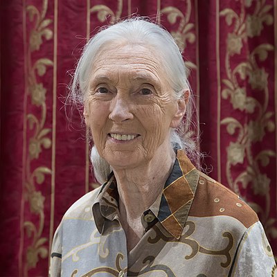 Has Jane Goodall’s work been focused solely on chimpanzees?