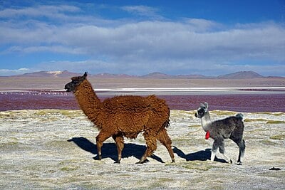 What is the highest point in Bolivia, which stands at a height of 6,542 above sea level, called?