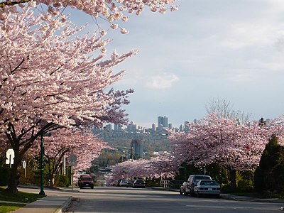What is the name of the large park located in the heart of Burnaby?