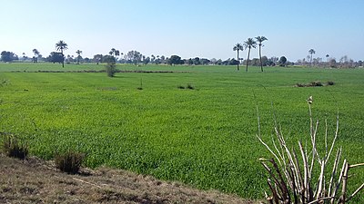 What is the main agricultural product of Bahawalpur?