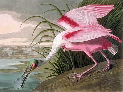 What field did Audubon NOT work in?