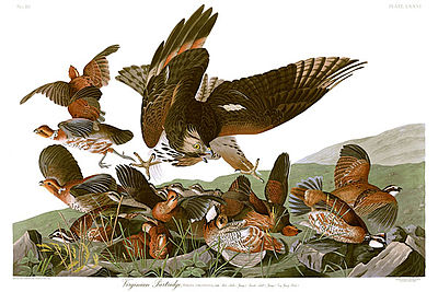 What did Audubon’s illustrations detail?