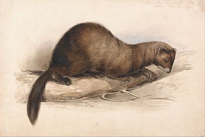 Edward Lear's nonsense collections included recipes and what else?