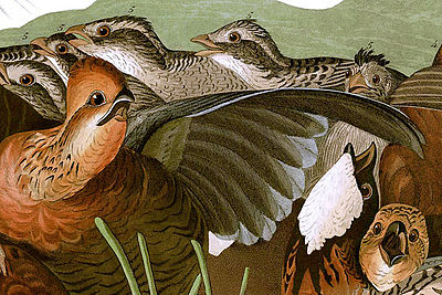 What was Audubon’s contribution to ornithology?