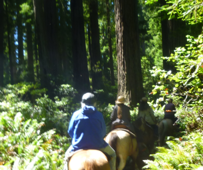 Which organization was founded to preserve the remaining old-growth redwoods?